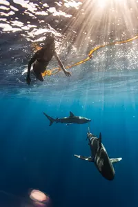 Up to 20% Off on Shark Diving at Hawaii Adventure Diving