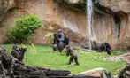 Vive un viaje educativo y salvaje con una entrada a Bioparc Fuengirola