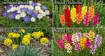 Flower Bulb Collections: Bleeding Hearts, Baby's Breath, Gladiolus, Bee & Butterfly Garden