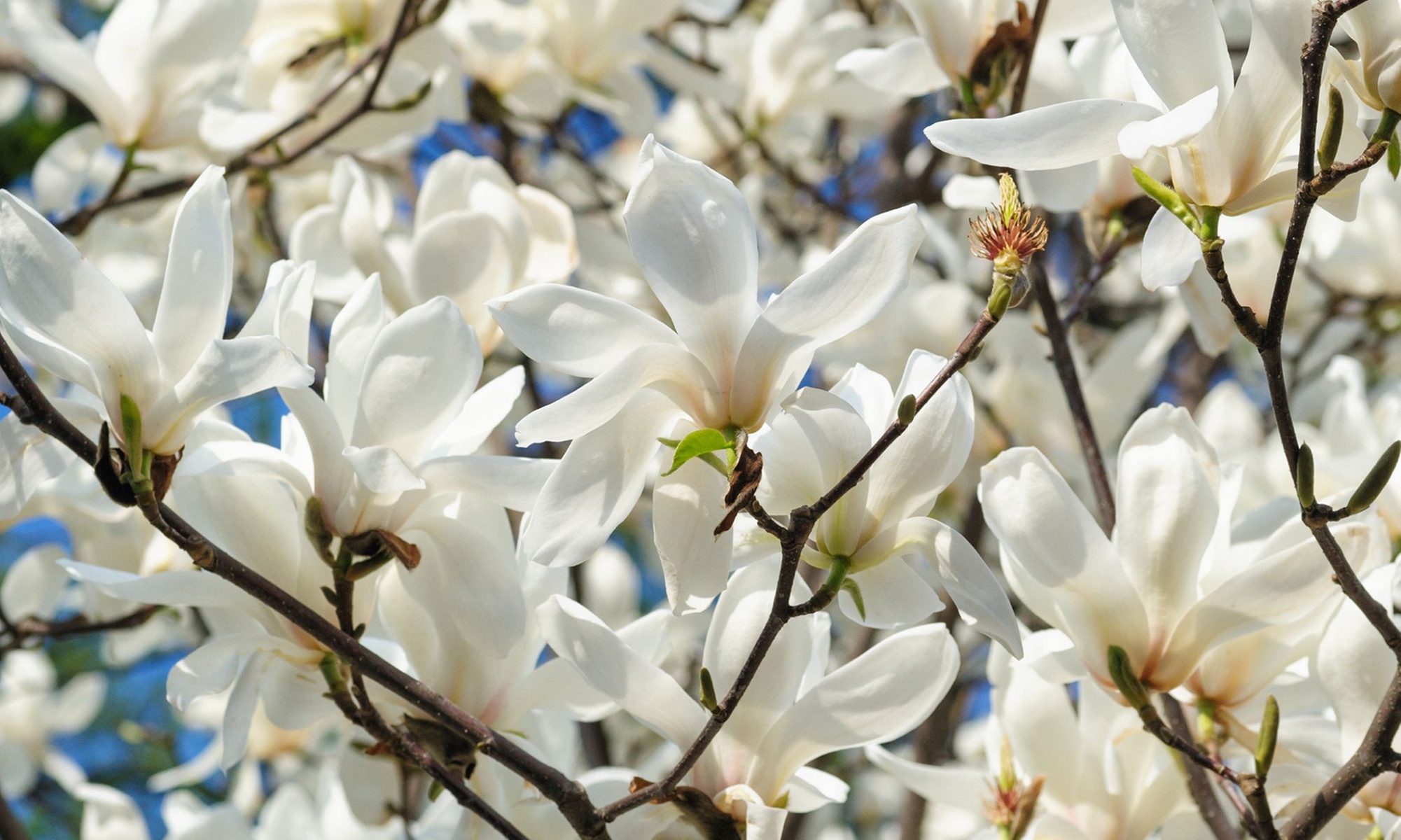 3er-Set Stern-Magnolien, Tulpen-Magnolie oder Magnolie „Susan