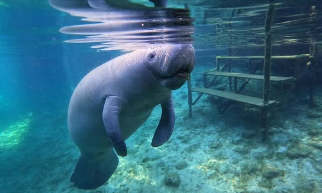 Guided Manatee Tour w/ All Gear, Mask, Suit & In-Water Equipments