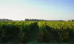 Winery Tour and Tasting for Two or Four at Vancouver’s Largest Winery