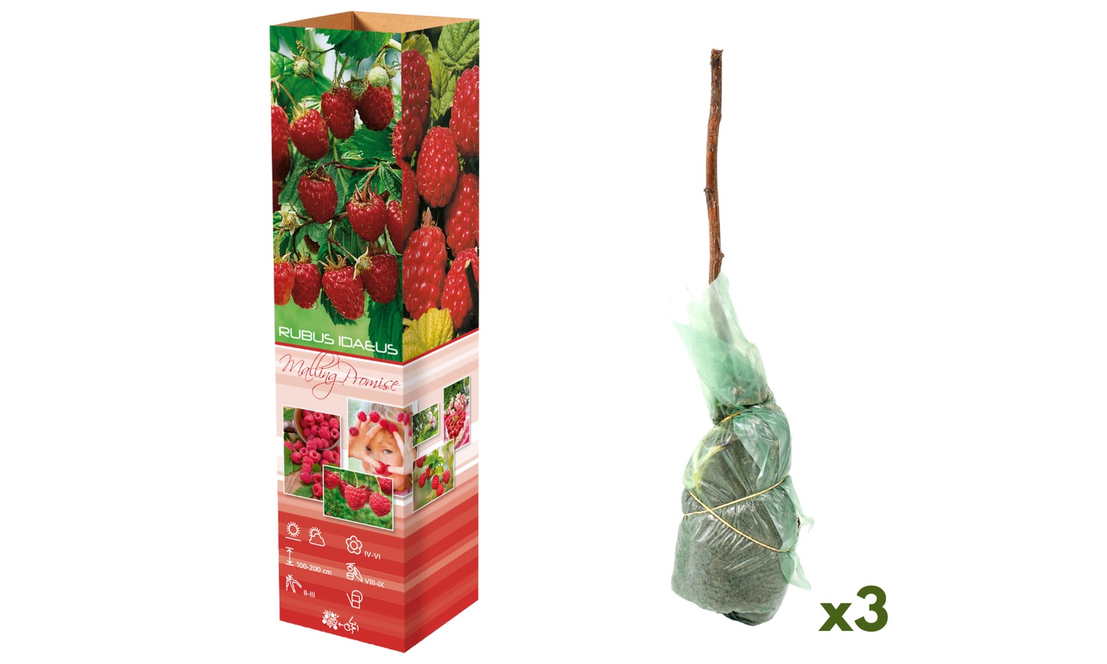 Ensemble de 3 ou 6 plants de baies d'OH2