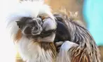 Experience Wildlife - Admission to North Florida Wildlife Center