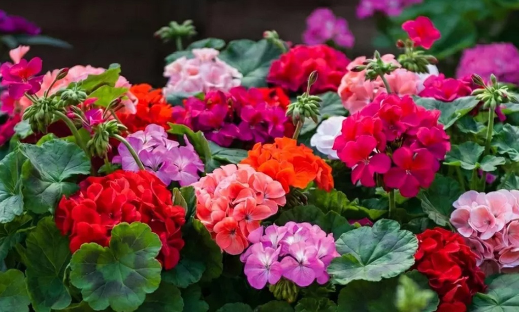Pack of 30 or 60 Geranium 'Jackpot Mixed' Plants
