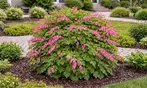 Flower Bulb Collections: Bleeding Hearts, Baby's Breath, Gladiolus, Bee & Butterfly Garden