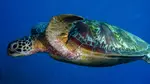 Aquarium of the Pacific Deals – Save Up to 33% on Admission