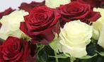 24 or 36ct Roses Long Stem Rose Bouquet | Farm Fresh (Up to 74% Off)