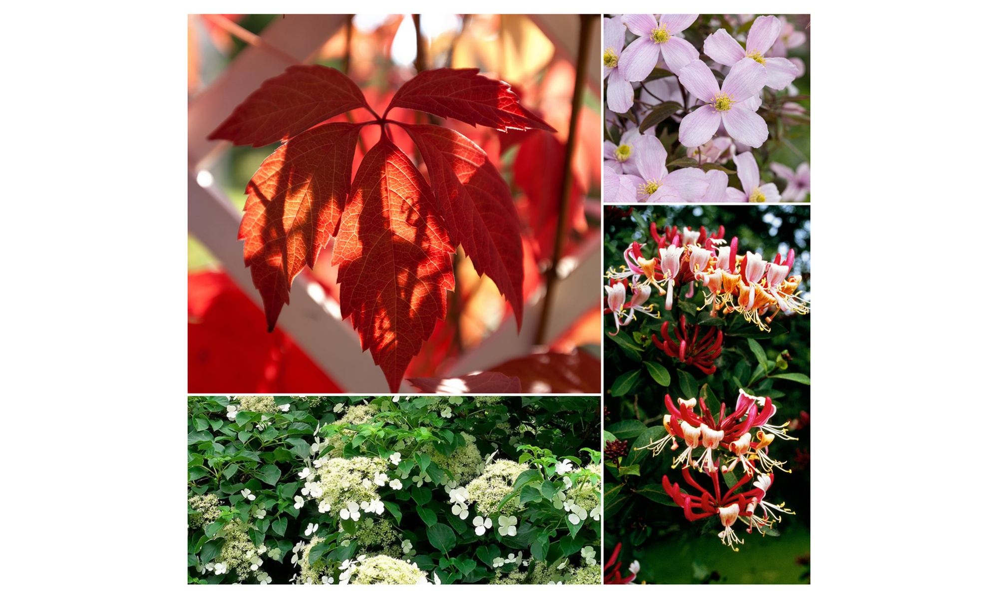 Mix de 8 plantes grimpantes de Gardenzo