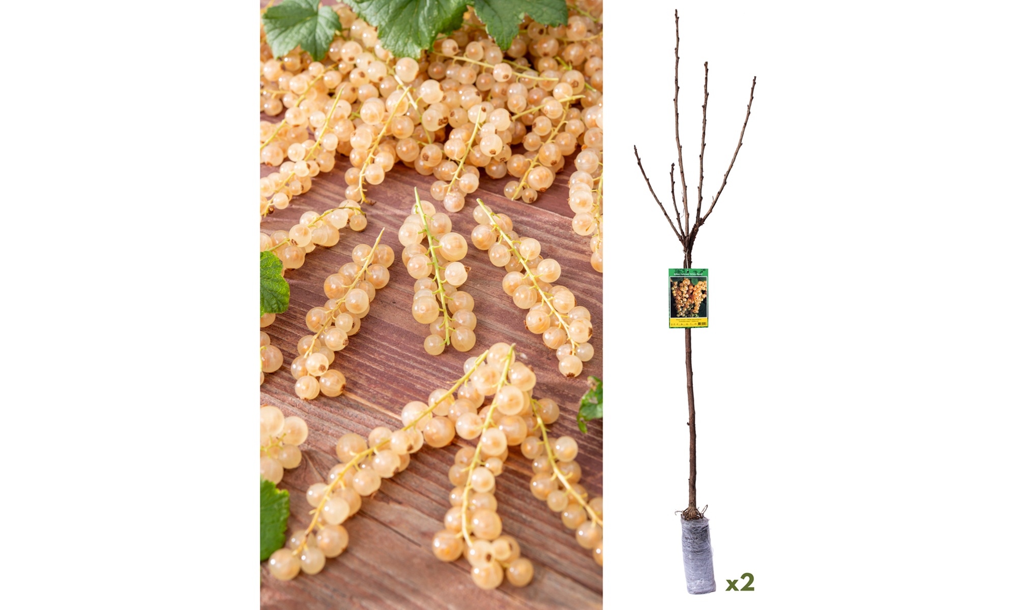 2 piante di uva spina bianca