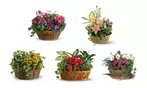 Great Discounts on All Plant Arrangements - No Restrictions!