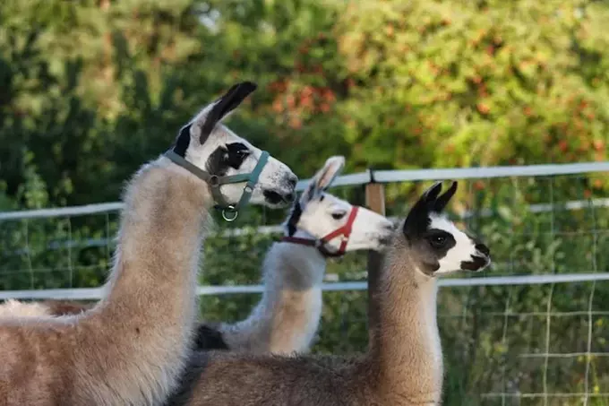 Winterliche Lamawanderung für 2 Personen im Pfälzerwald ❄️