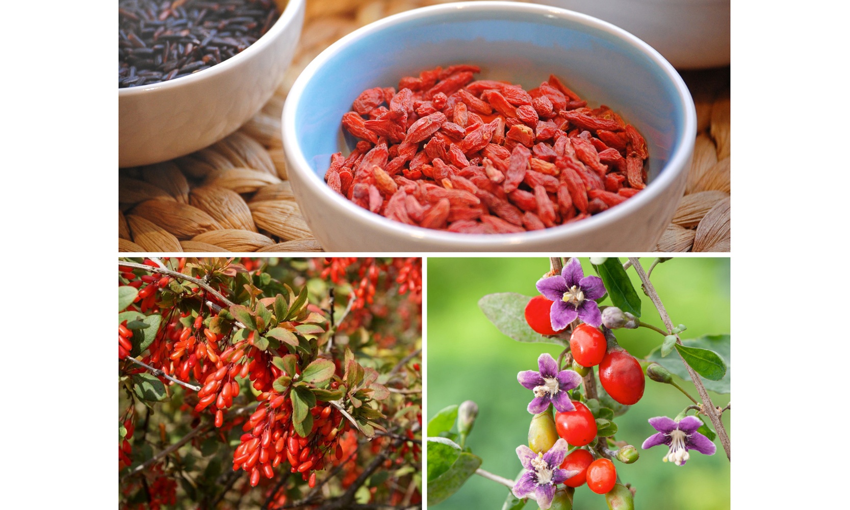 Set di 4 piante di bacche di Goji