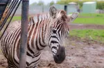 African Safari Wildlife Park: Drive & Walk-Thru Safari w/ 400+ Animals