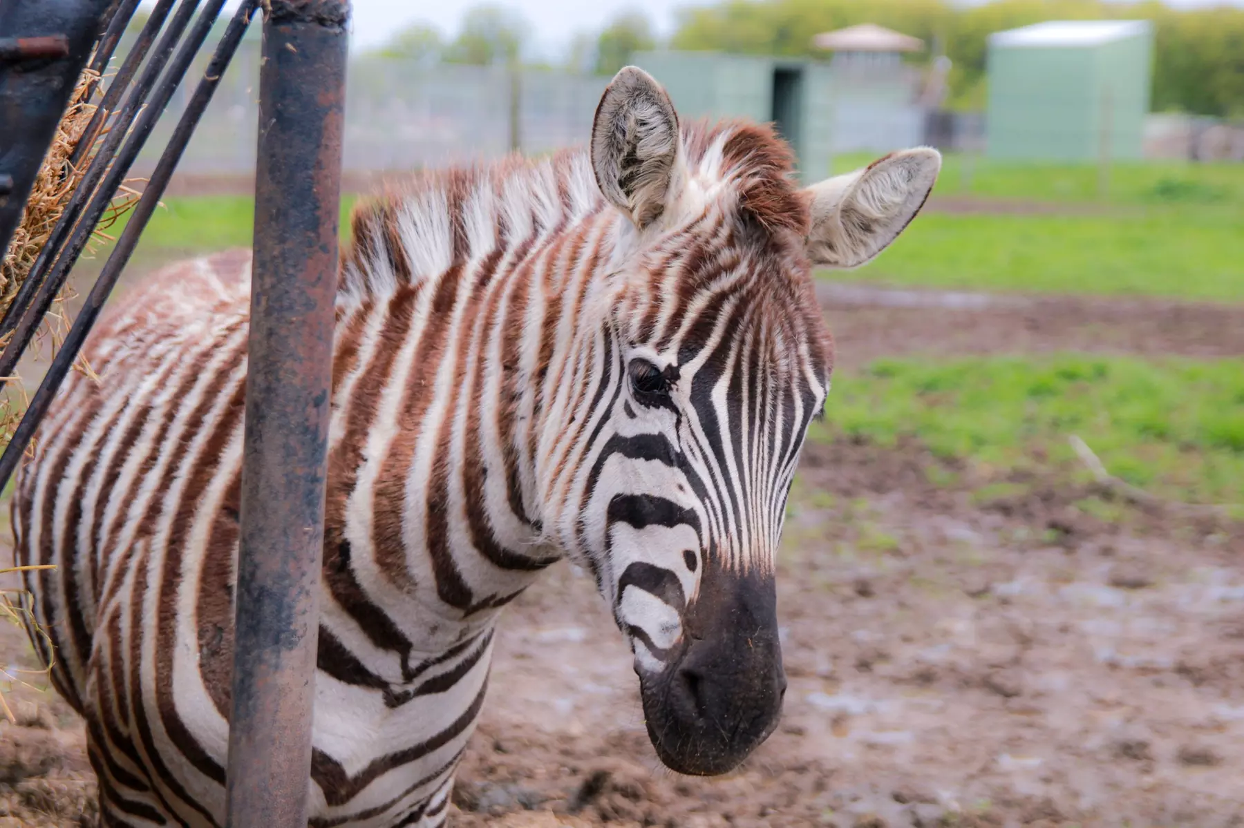 African Safari Wildlife Park: Drive & Walk-Thru Safari w/ 400+ Animals