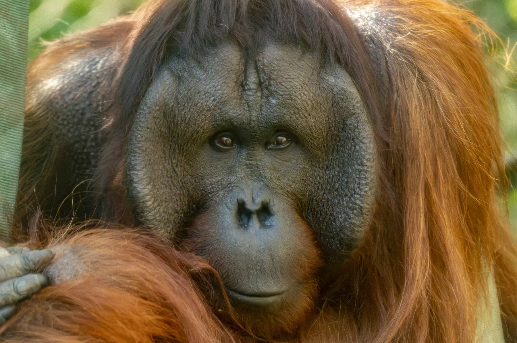 LA Zoo Admission - Explore Incredible Wildlife at the Los Angeles Zoo