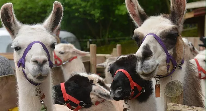 Winterliche Lamawanderung für 2 Personen im Pfälzerwald ❄️
