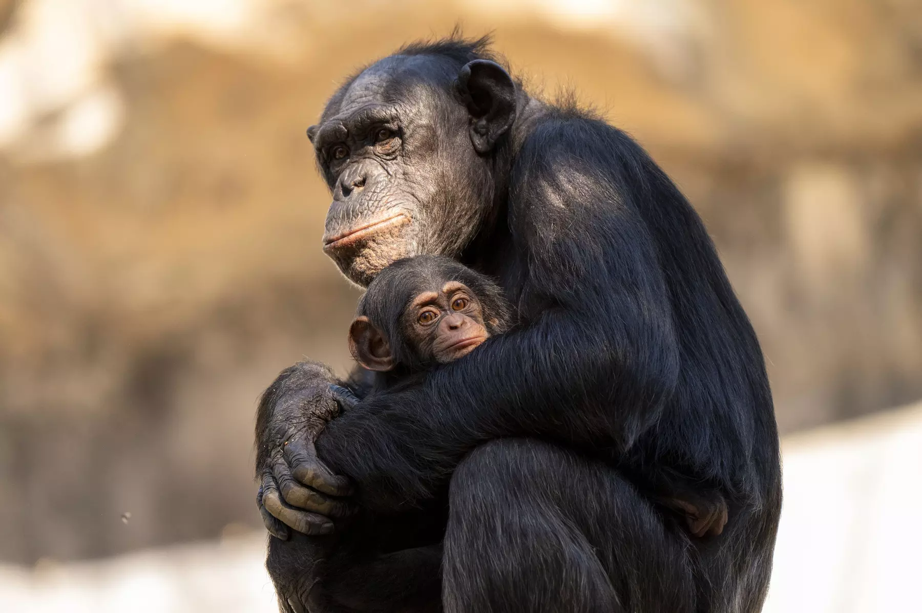 LA Zoo Admission - Explore Incredible Wildlife at the Los Angeles Zoo