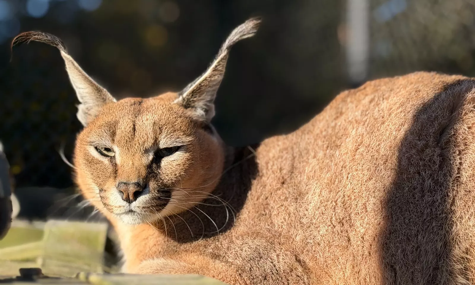 Up to 35% Off Wildlife Adventure Tours at Animal Park