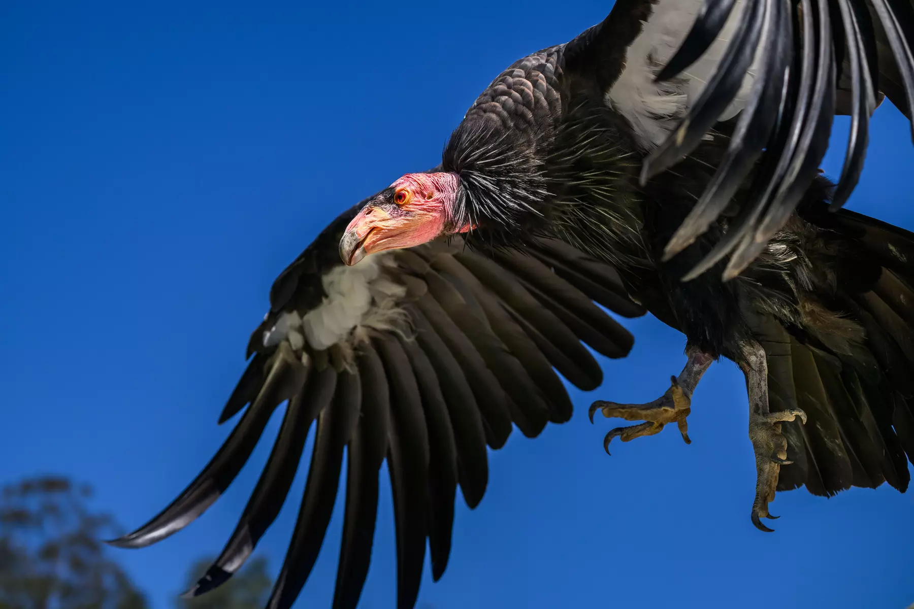 LA Zoo Admission - Explore Incredible Wildlife at the Los Angeles Zoo