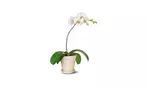Great Discounts on All Plant Arrangements - No Restrictions!
