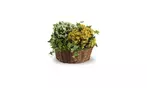Great Discounts on All Plant Arrangements - No Restrictions!