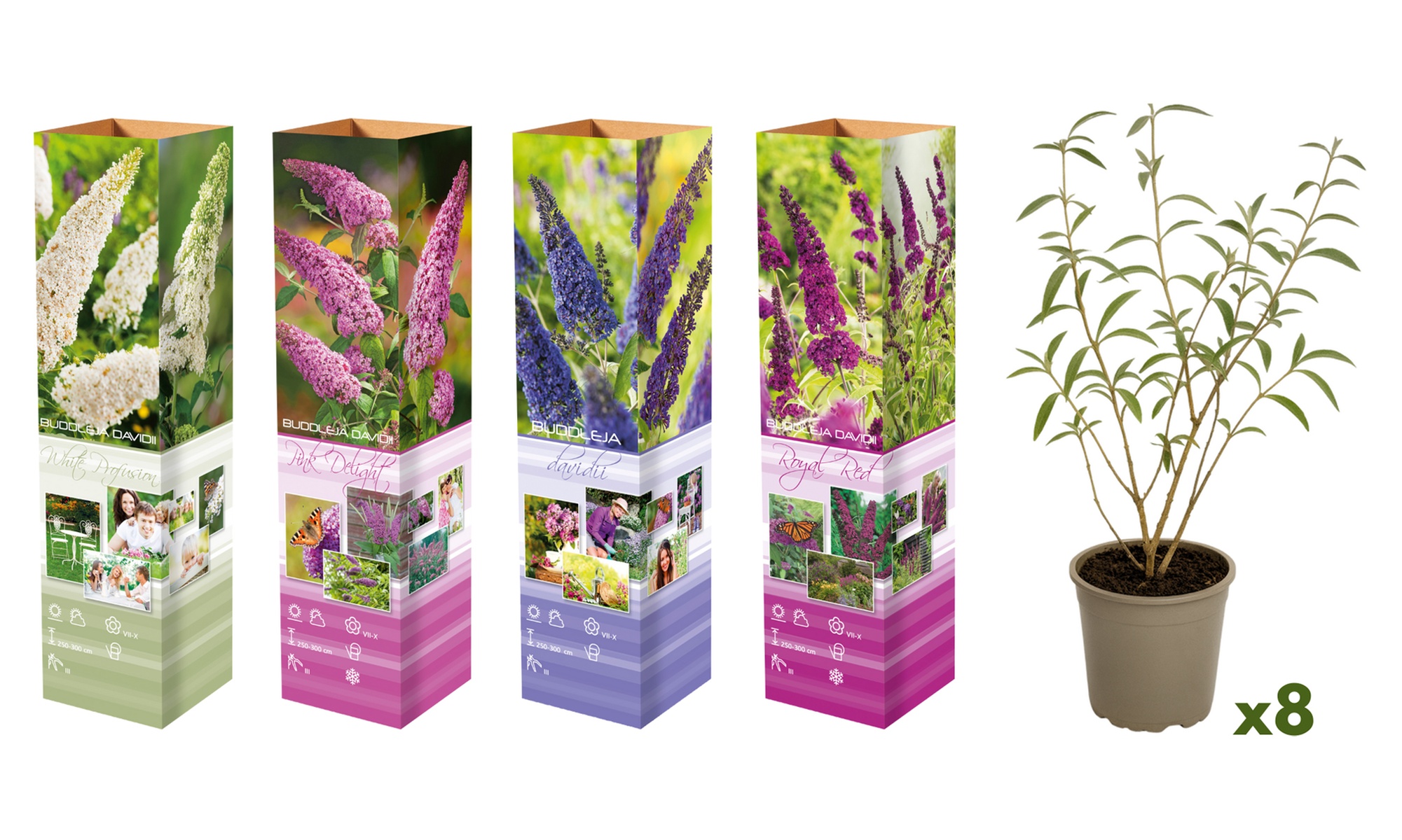 Lot de 3 ou 8 plantes de Buddleja Davidii