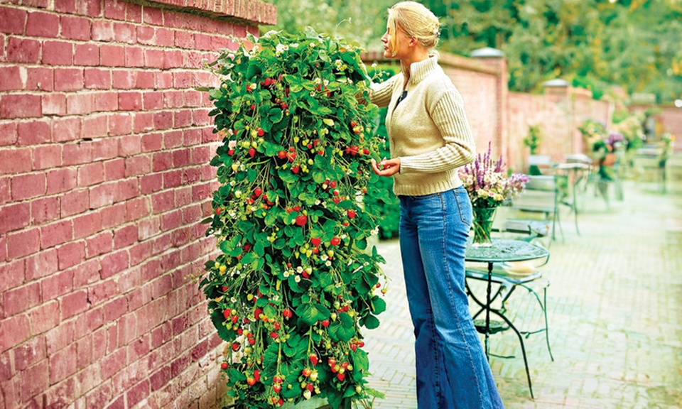 Set da 10 o 20 piante di fragole