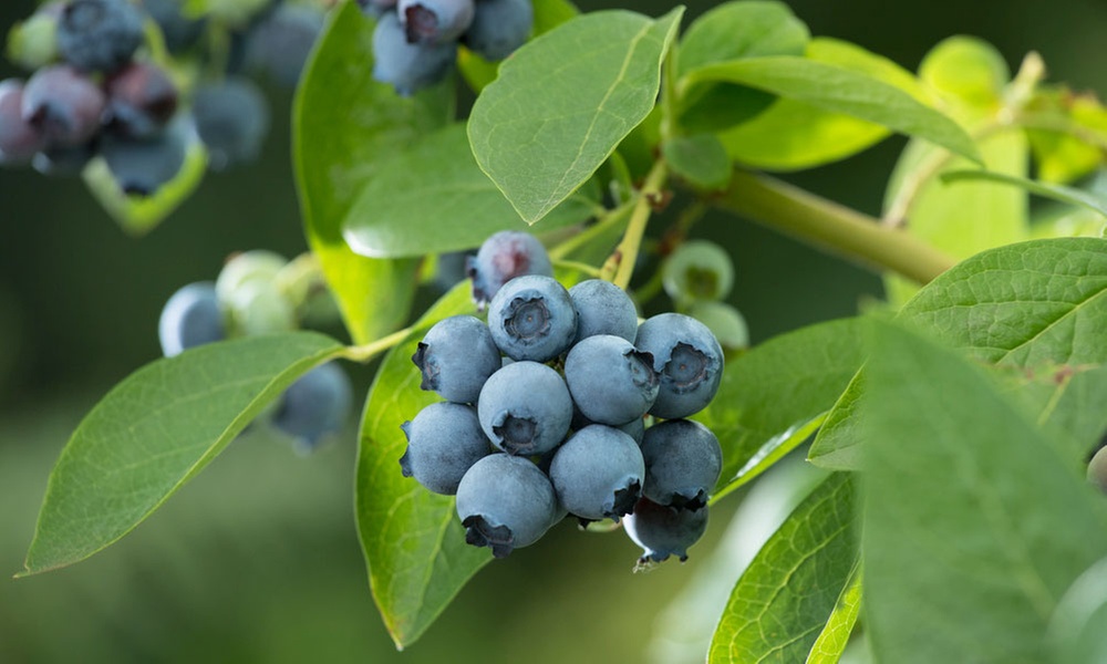 3er- oder 6er-Set Heidelbeeren