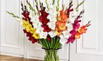 Flower Bulb Collections: Bleeding Hearts, Baby's Breath, Gladiolus, Bee & Butterfly Garden