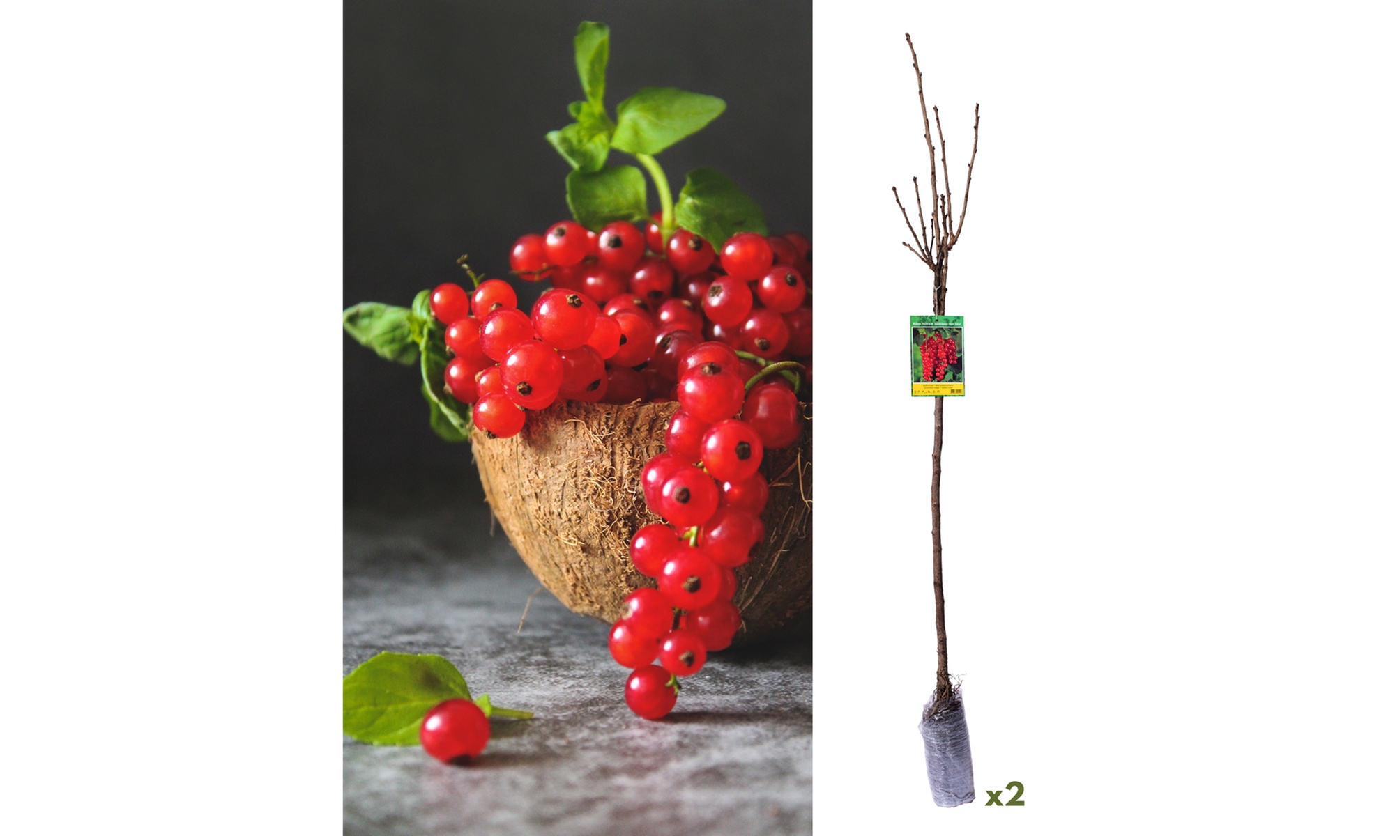 Lot de 2 plants de groseilliers rouges sur tige