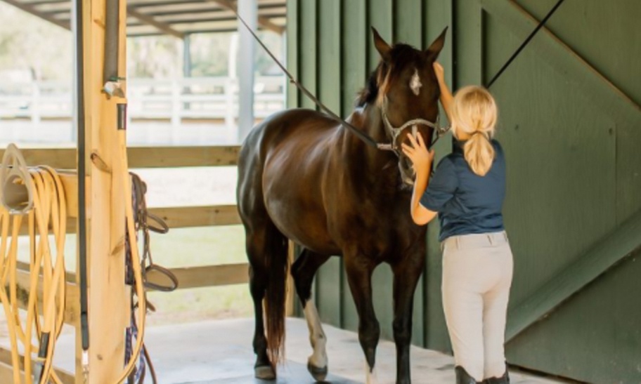 Uncover the Joy of 60-Minute Horseback Riding One, Two or Four Lessons