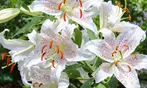 Admission to Atlanta Botanical Garden – Midtown Urban Oasis