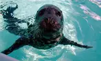 Aquarium of the Pacific Deals – Save Up to 33% on Admission