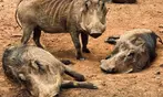 40% Off Zoo Admission or VIP Experience at Georgia Untamed Zoo