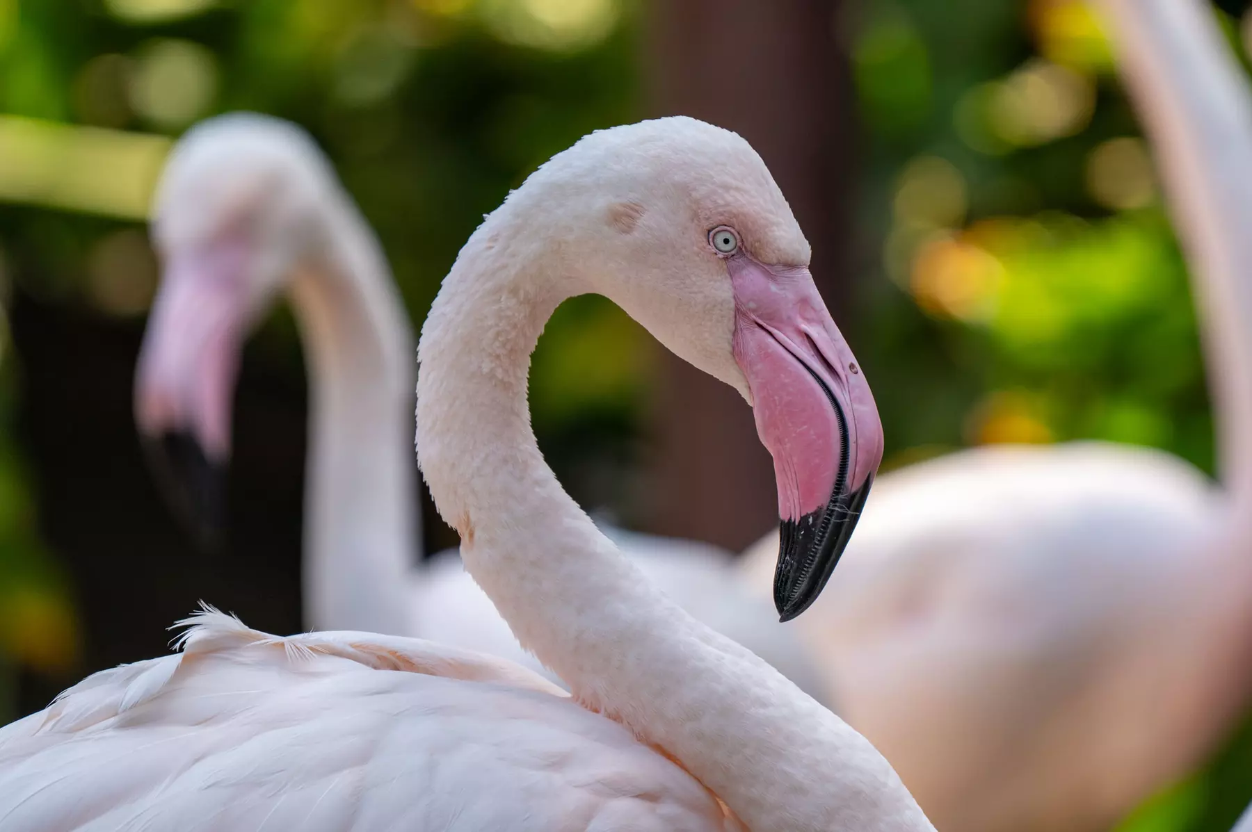 LA Zoo Admission - Explore Incredible Wildlife at the Los Angeles Zoo