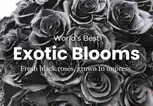 Rosaholics Deal: Black Roses for The Ultimate Surprise Up to 57% Off