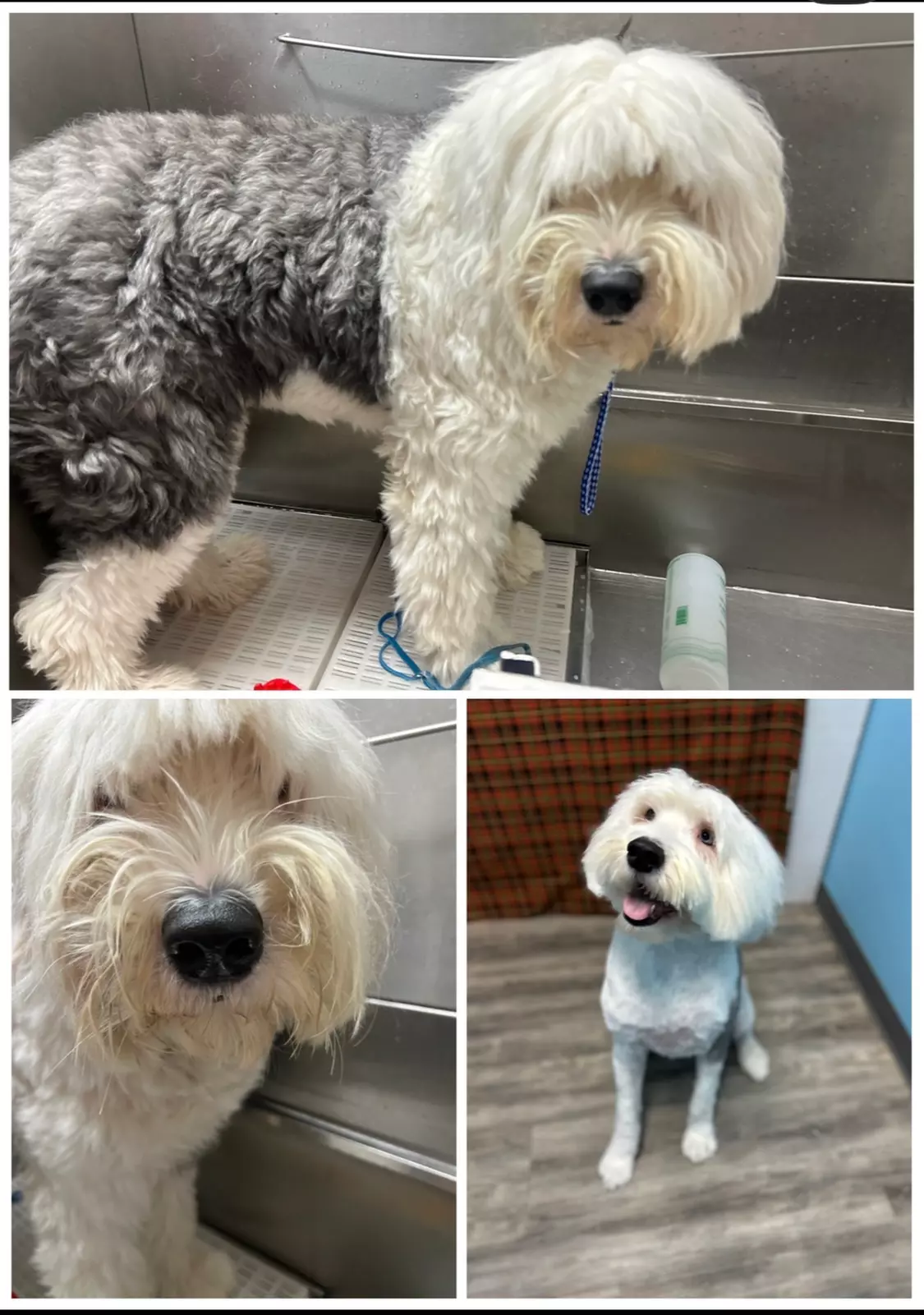 Full Service or Doodle/Poodle Full Service Grooming Package for Dogs!