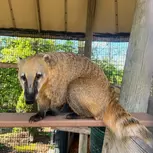 African Safari Wildlife Park: Drive & Walk-Thru Safari w/ 400+ Animals