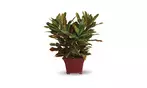 Great Discounts on All Plant Arrangements - No Restrictions!