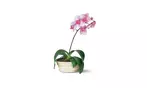 Great Discounts on All Plant Arrangements - No Restrictions!
