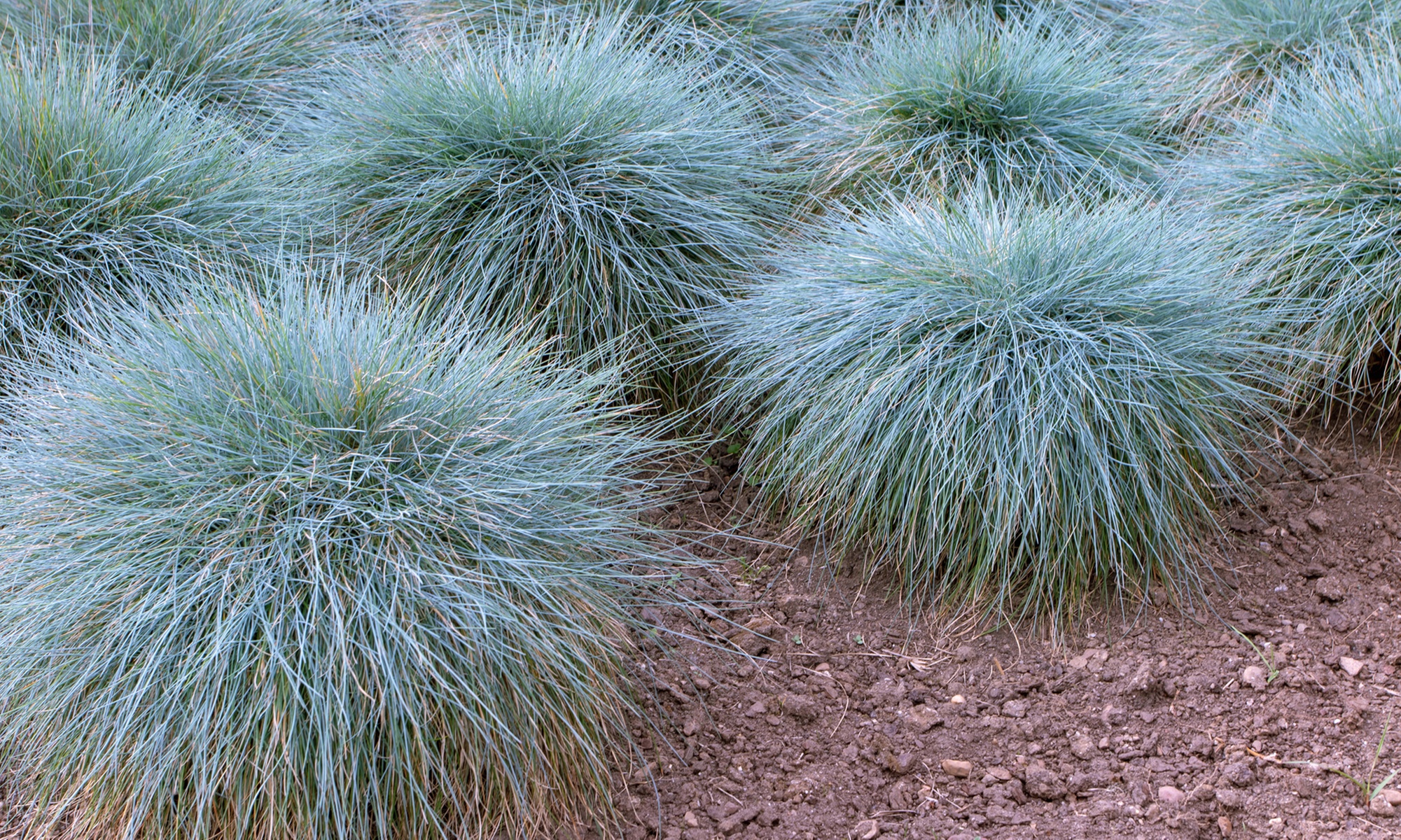 4er- oder 8er-Set Schafschwingel „Elijah Blue“