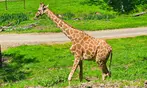 Drive-Thru Wildlife Safari Discount Tickets & Deals – Winston, Oregon