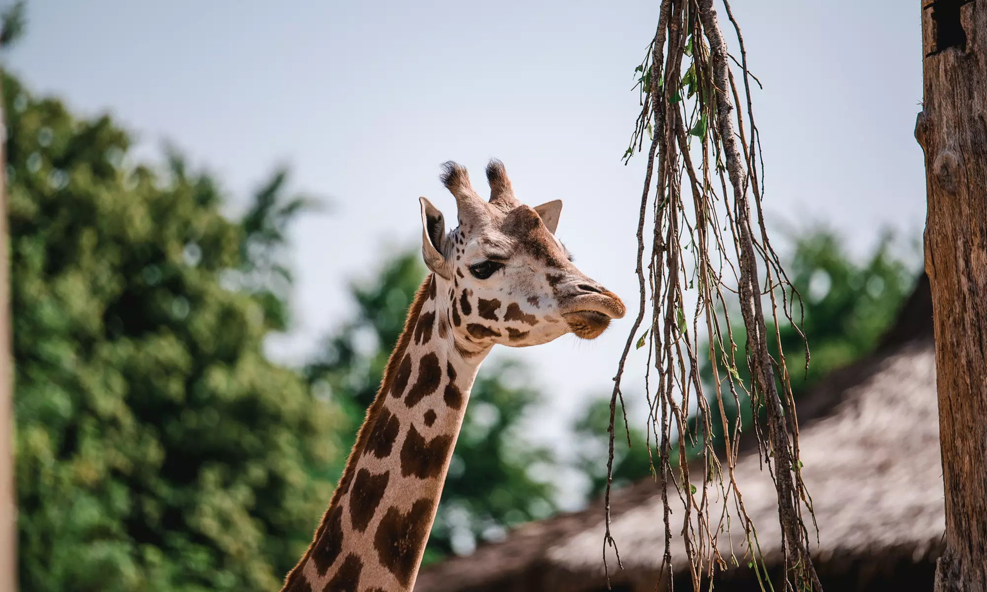 Bellewaerde Park : billet pour une journée complète d’aventure