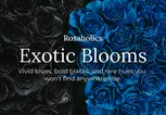 Rosaholics Deal: Black Roses for The Ultimate Surprise Up to 57% Off