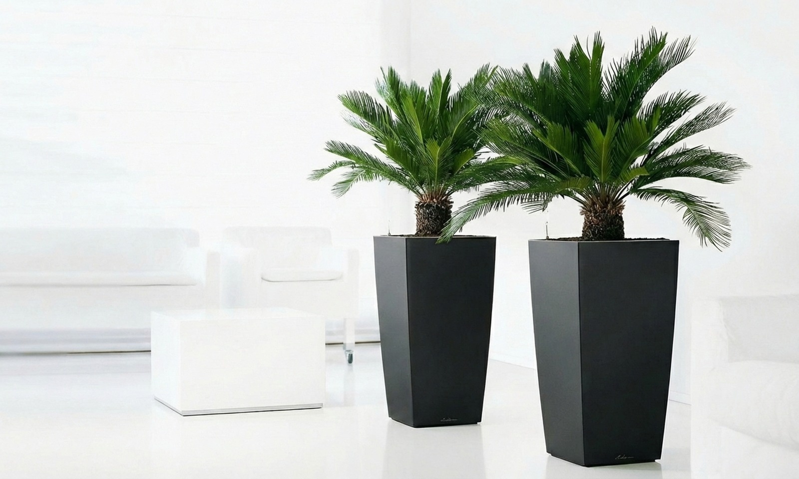 1 o 2 piante di Cycas Revoluta