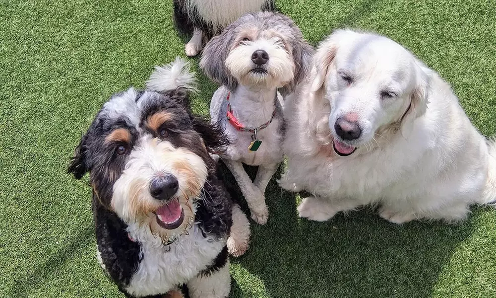 3 or 7-Night Dog Boarding Stay with Playtime & Personalized Care