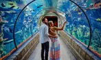 Shark Reef Aquarium and Undersea Explorer VR Experience - Mandalay Bay