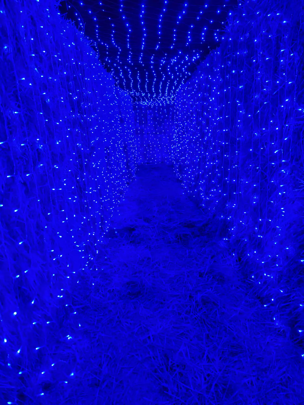 Lost in Christmas Admission to Shindig Farms