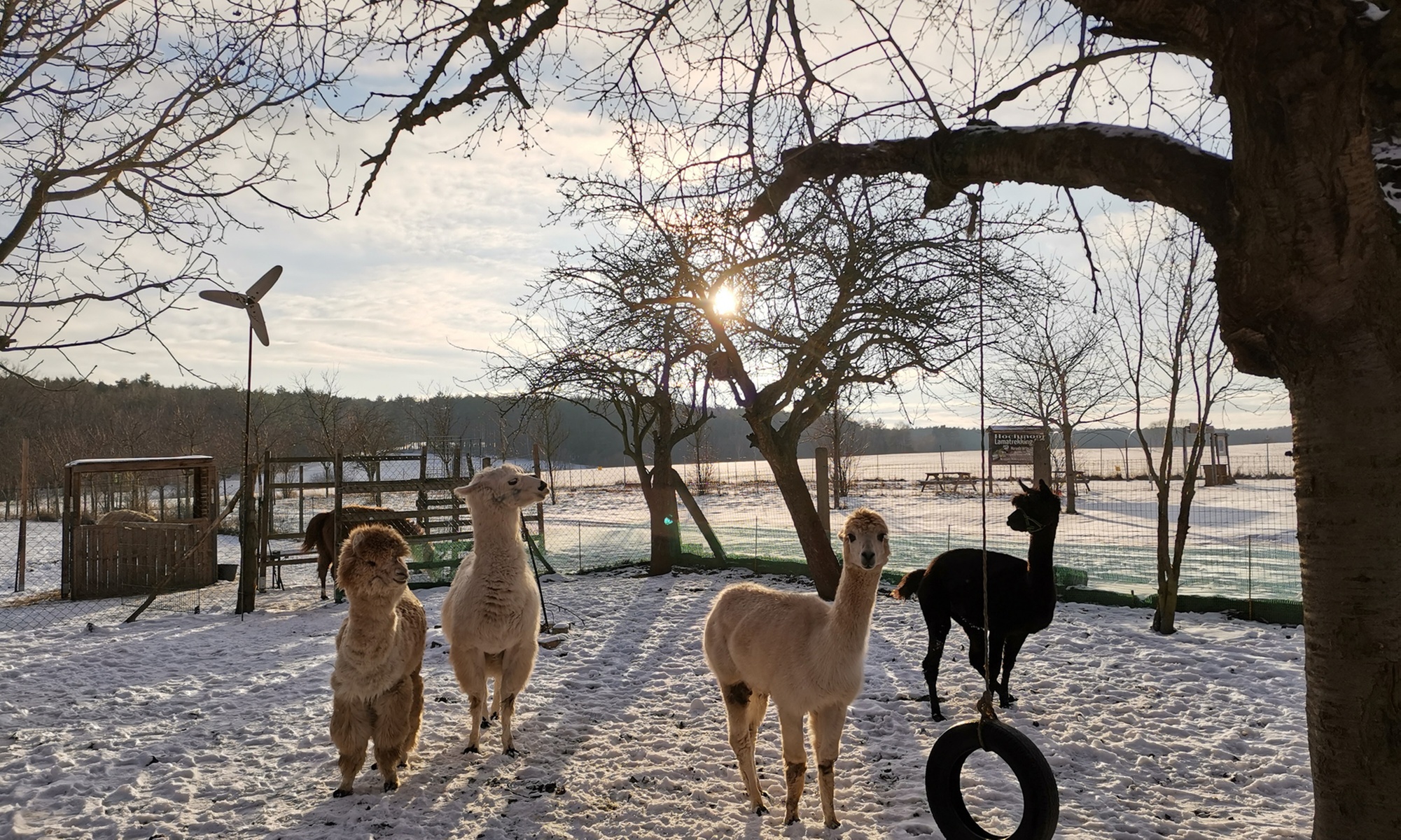 Alpaka- und Lama-Wanderung